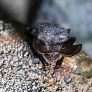 pooles-cavern-8